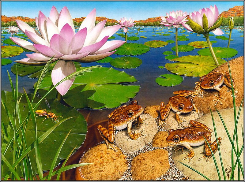 Frogs on Rocks by Pond