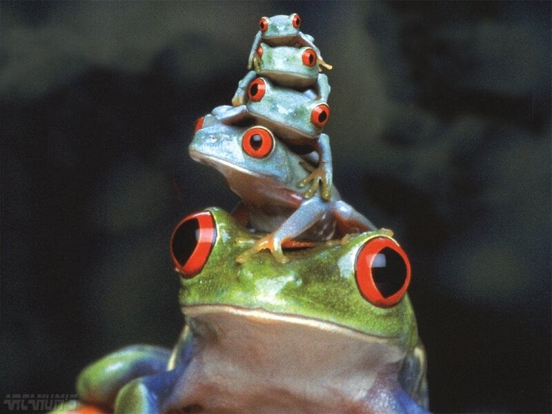 Frogs stacked in a tower