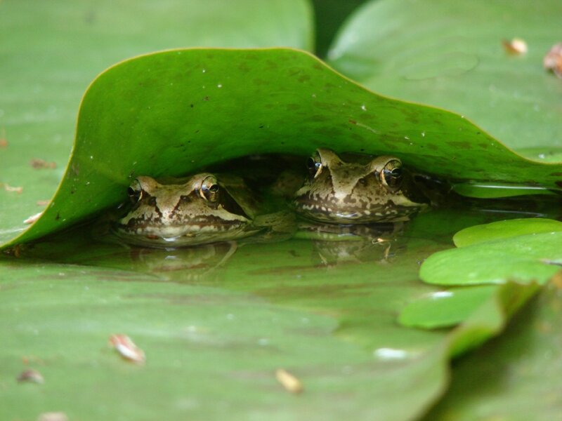 Frogs under a lily pad