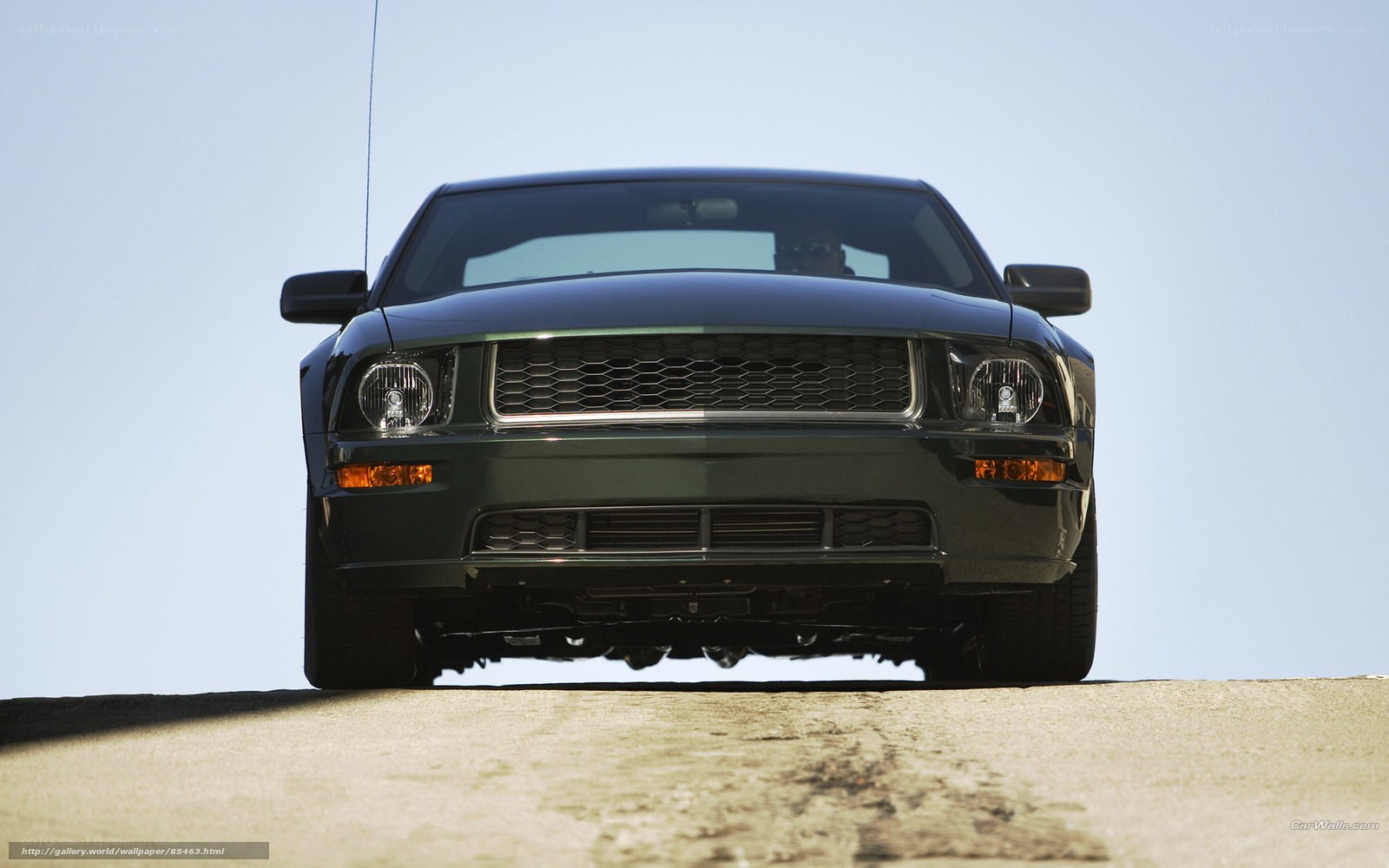 front view of black mustang