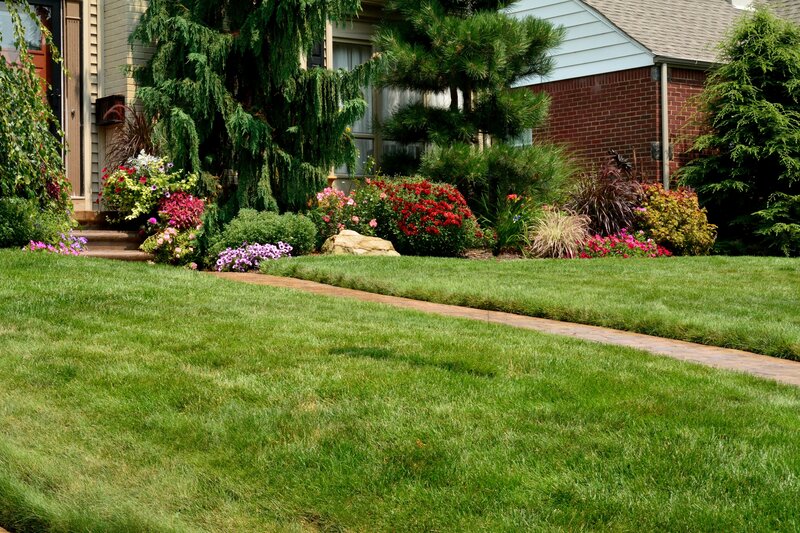 Front Yard Garden — Green, Serene, Afternoon, Photograph