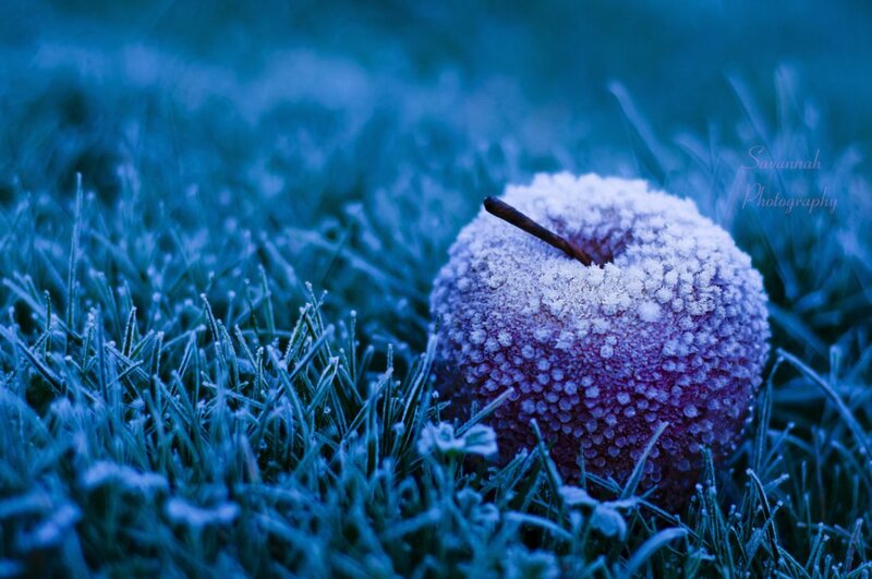 Frost-covered Apple