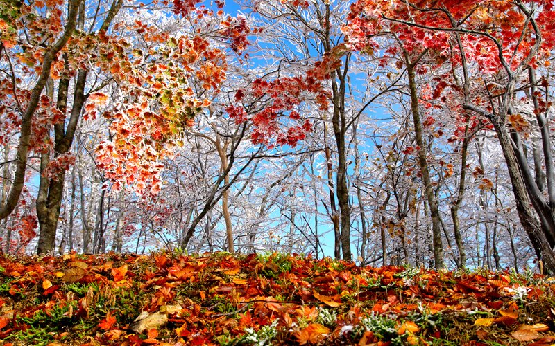 Frost-covered Autumn Forest