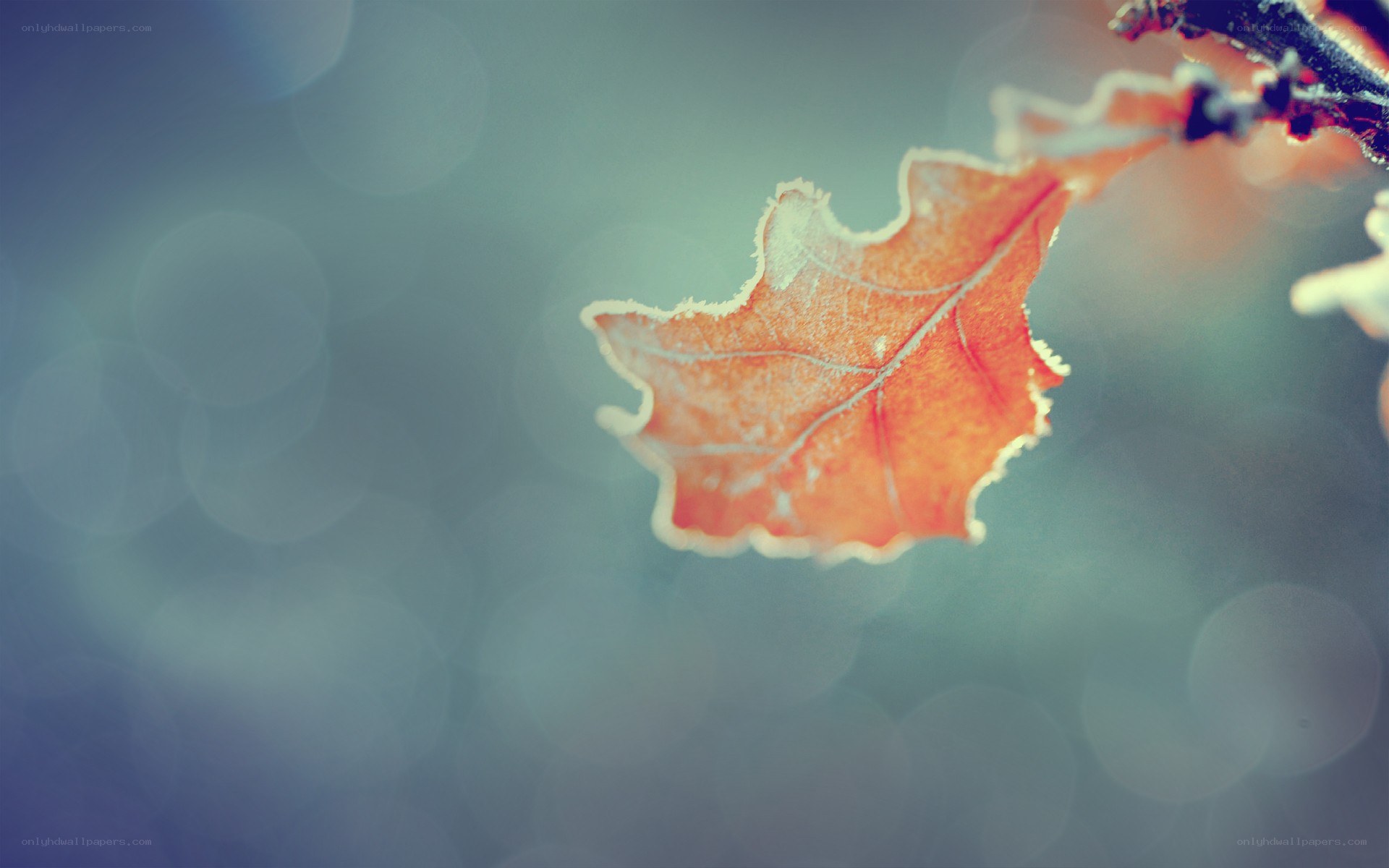 frost-covered autumn leaf