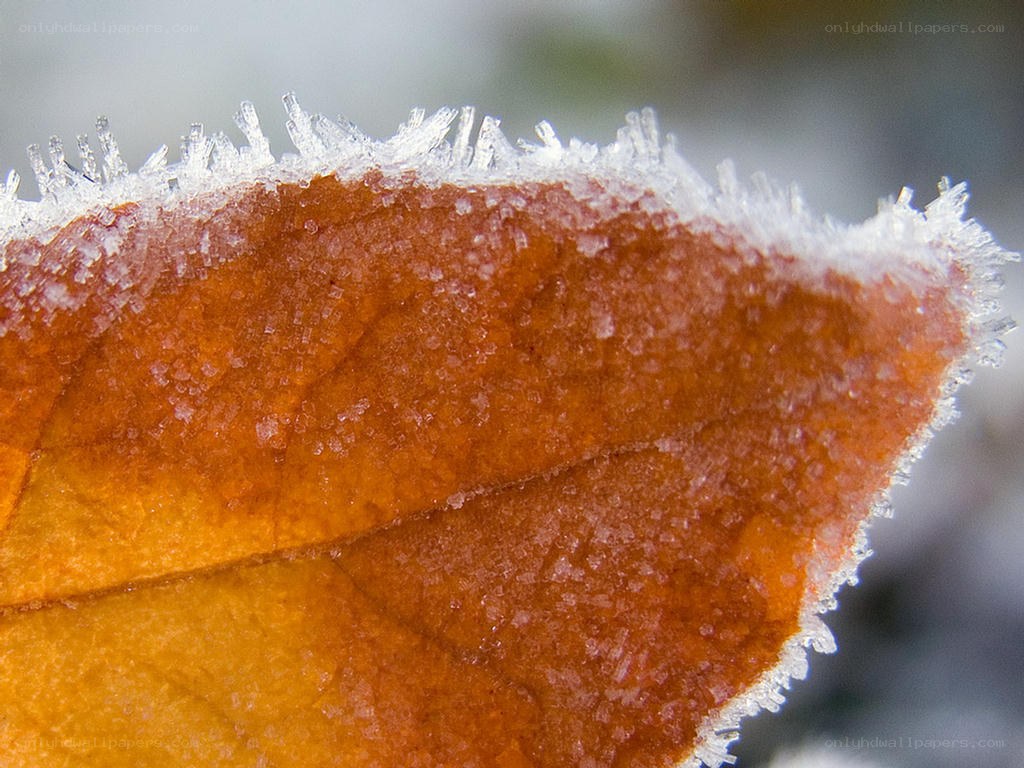 frost-covered autumn leaf
