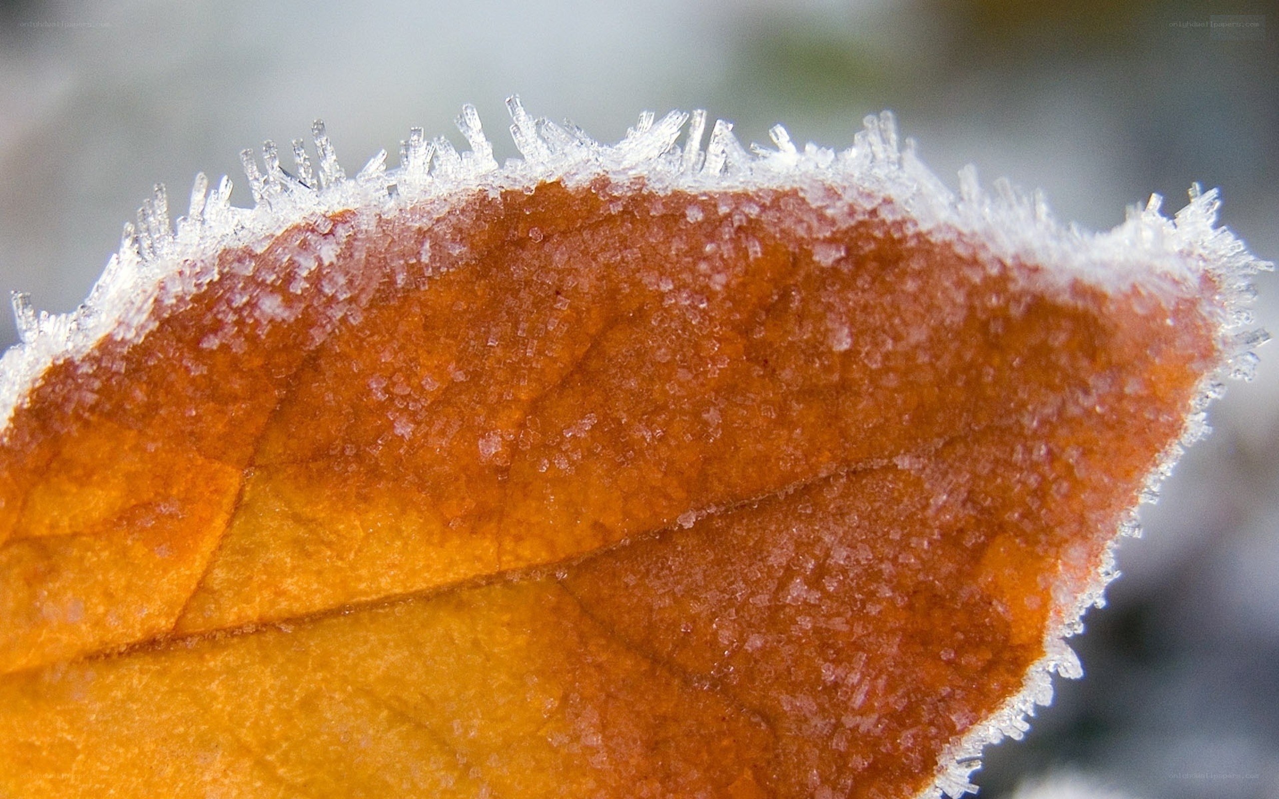 frost-covered autumn leaf