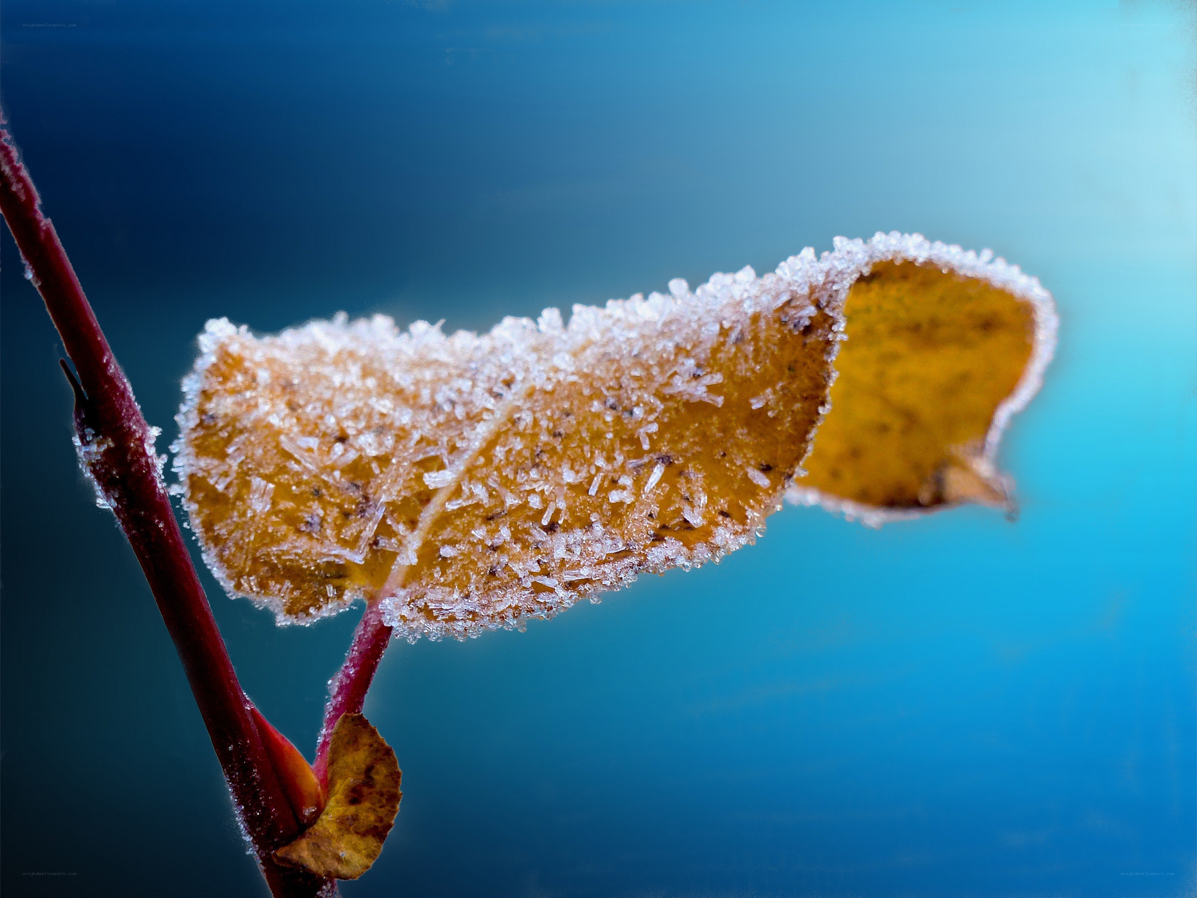 Frost-covered autumn leaf