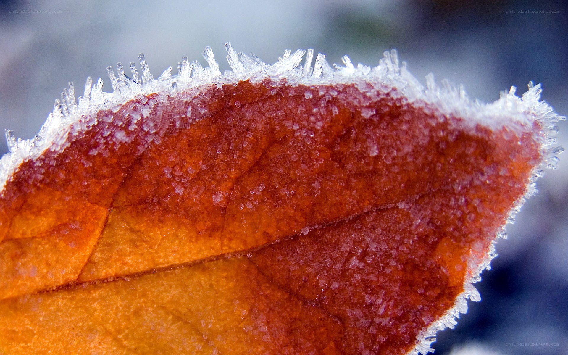 frost-covered autumn leaf