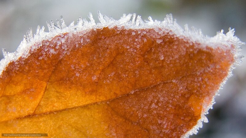 Frost-covered Autumn Leaf — Brown