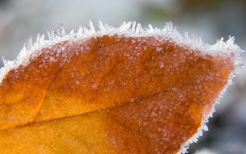 Frost-covered Autumn Leaf — Orange, Cold