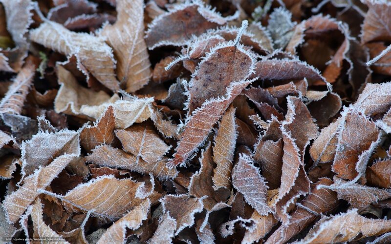 frost-covered autumn leaves