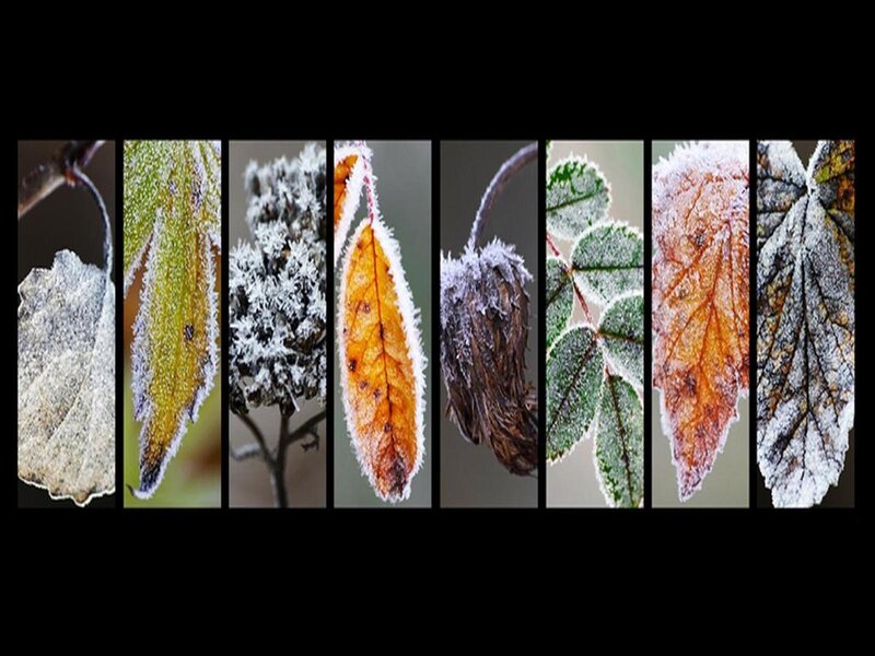 frost-covered autumn leaves