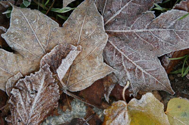 frost-covered autumn leaves
