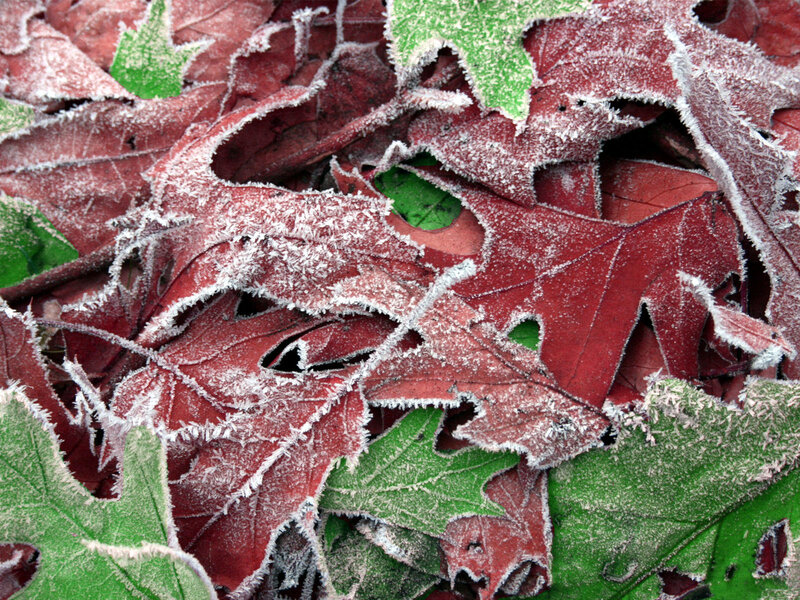 Frost-covered autumn leaves