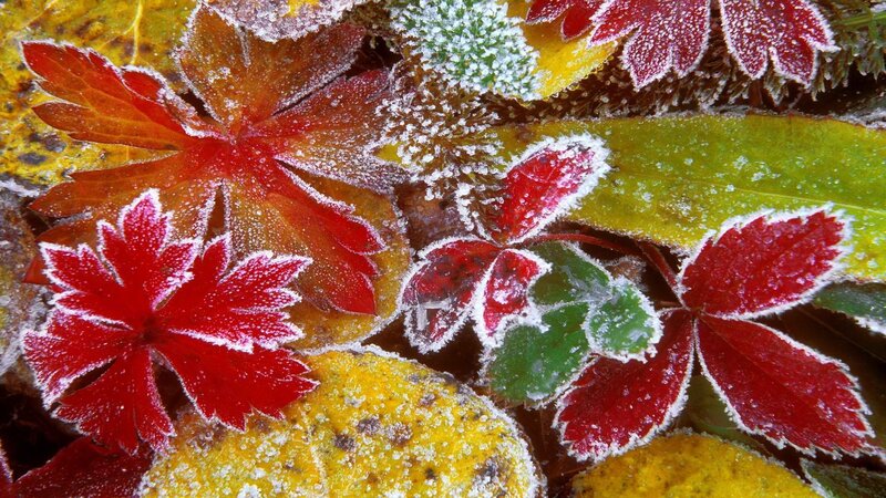 frost-covered autumn leaves