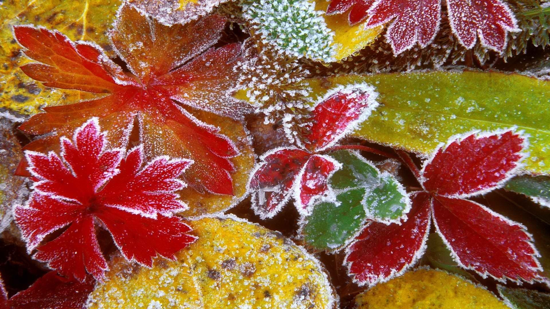 frost-covered autumn leaves