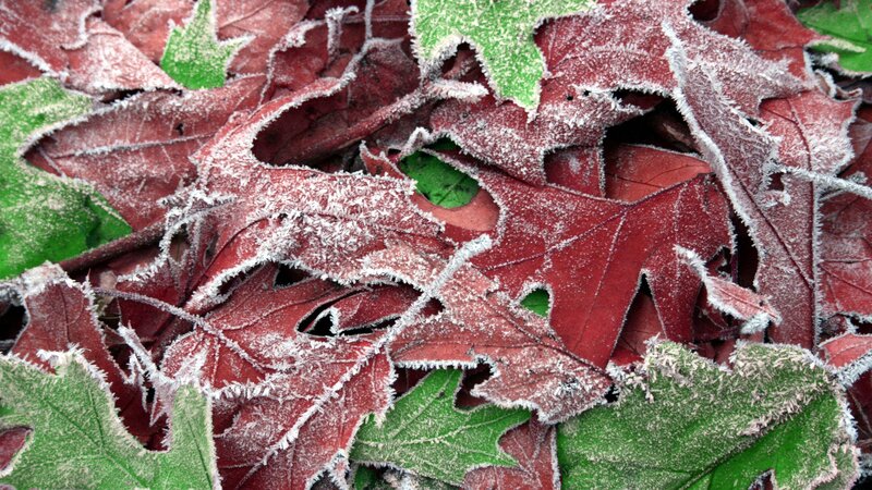 frost-covered autumn leaves