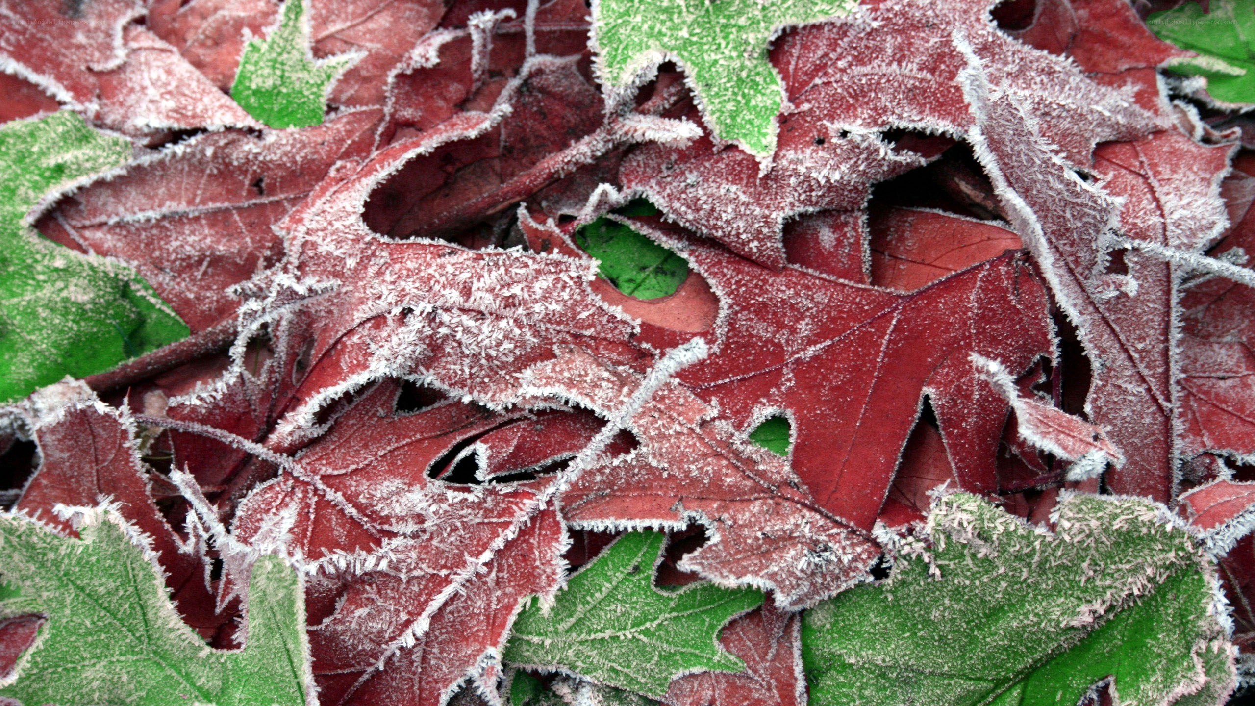 frost-covered autumn leaves