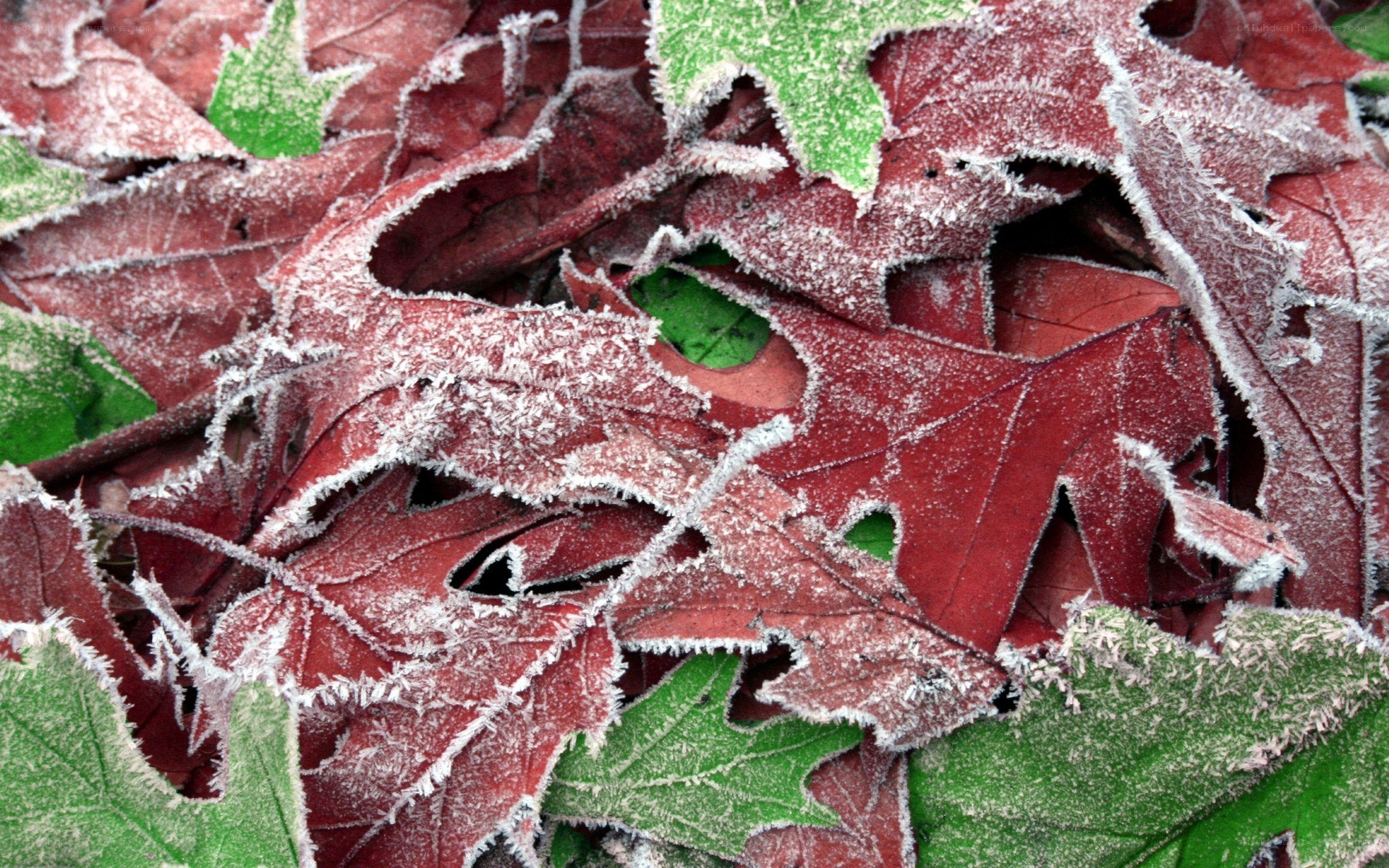 frost-covered autumn leaves