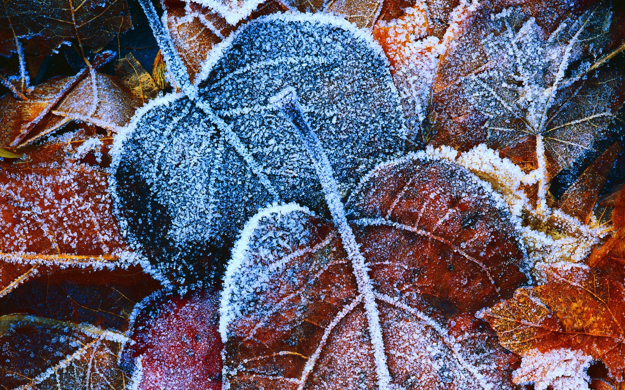 frost-covered autumn leaves