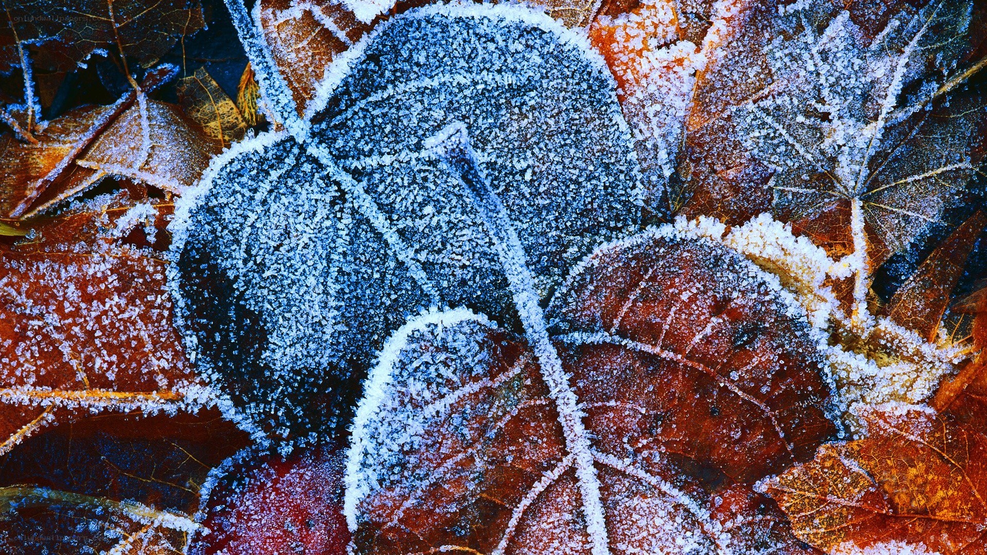 frost-covered autumn leaves