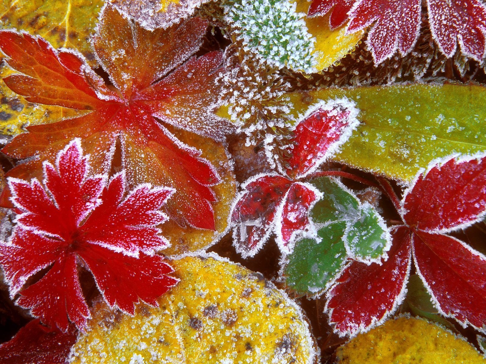 Frost-covered autumn leaves
