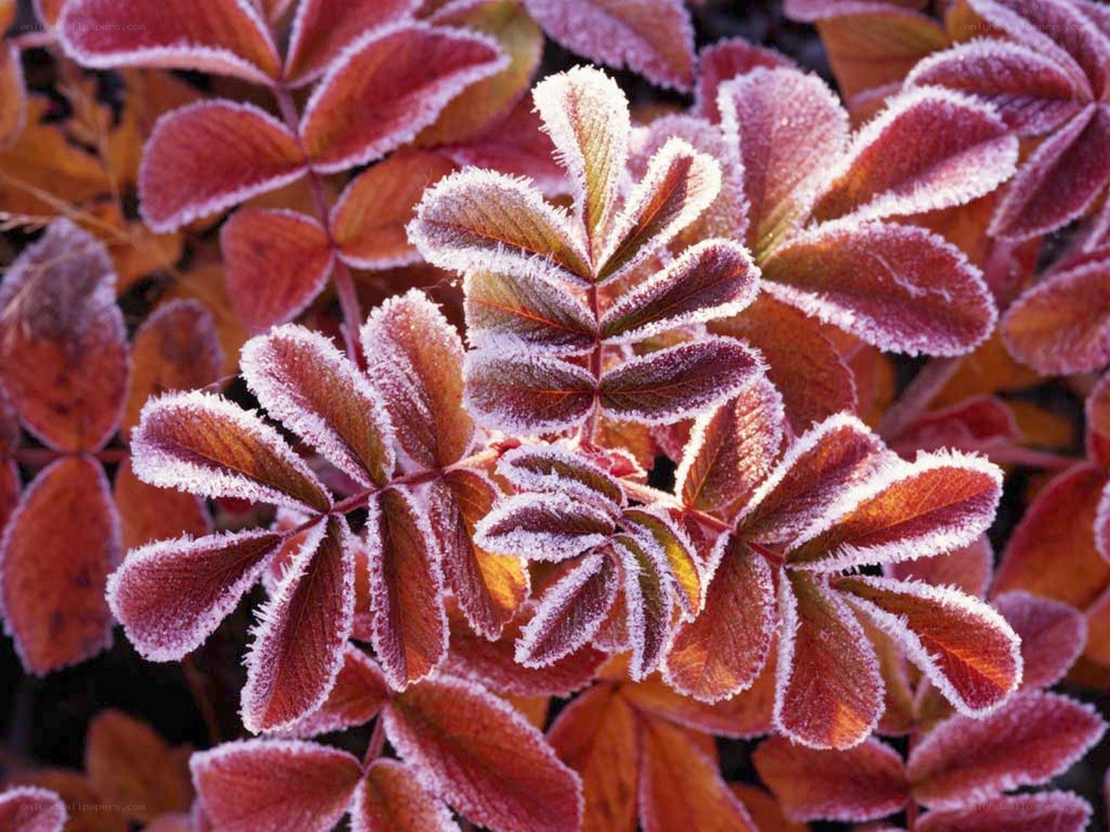 Frost-covered autumn leaves