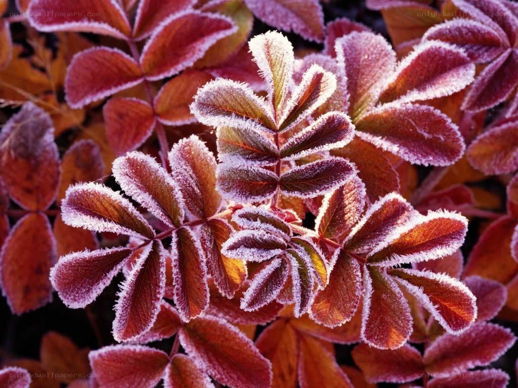 Frost-covered autumn leaves