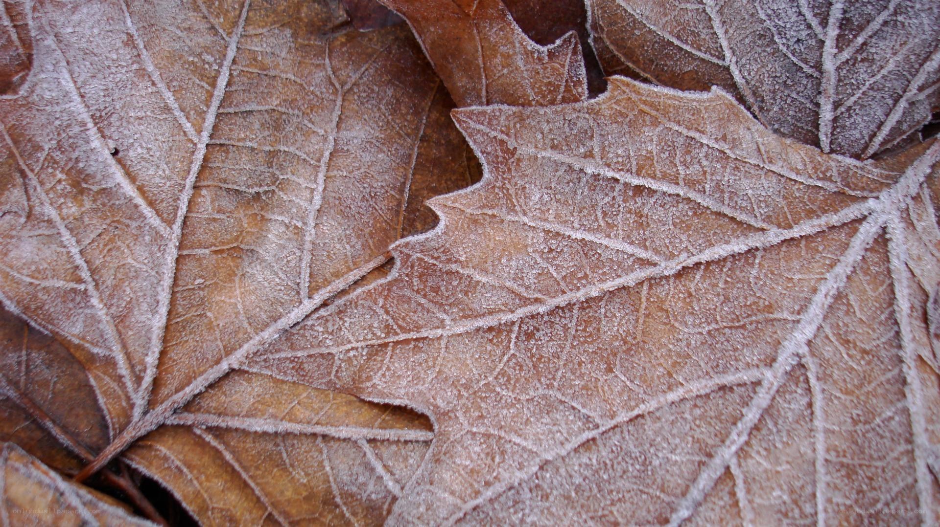 frost-covered autumn leaves