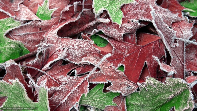 Frost-covered autumn leaves