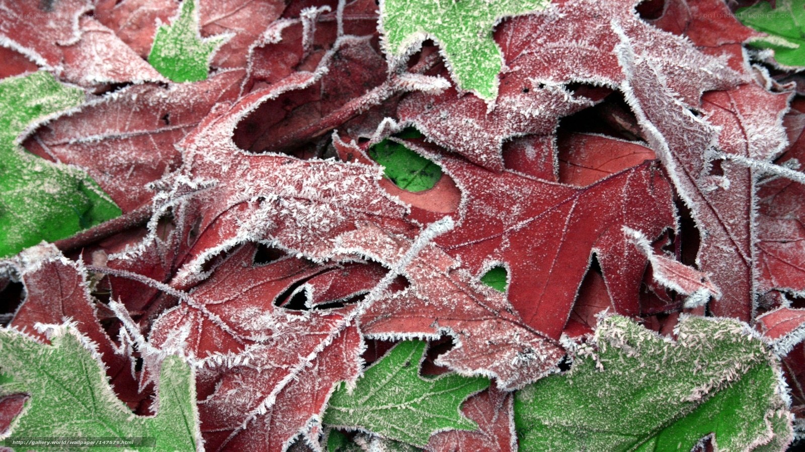 Frost-covered autumn leaves