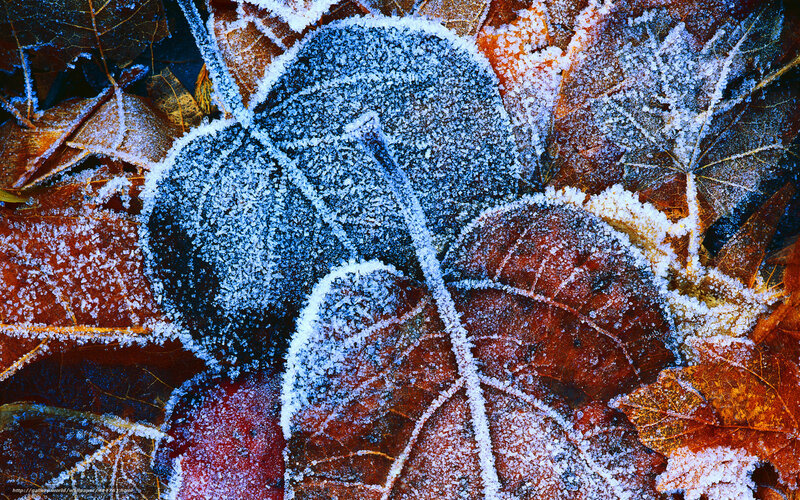 Frost-covered Autumn Leaves — Brown, Cold, Photograph, Frost, Colorful
