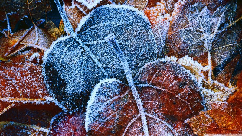 Frost-covered Autumn Leaves — Brown, Cold, Photograph, Frost