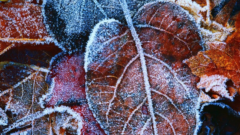 Frost-covered Autumn Leaves — Brown, Cold, Photograph