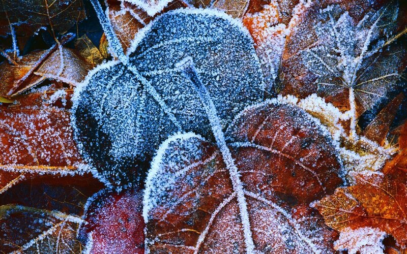 Frost-covered Autumn Leaves — Brown