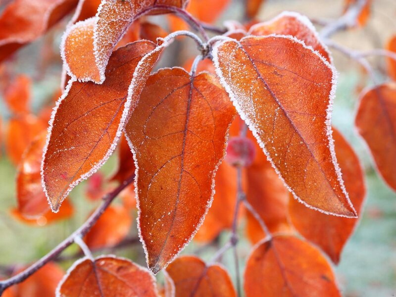 Frost-covered Autumn Leaves — Orange, Calm