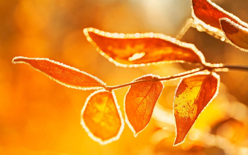 Frost-covered Autumn Leaves — Orange, Serene