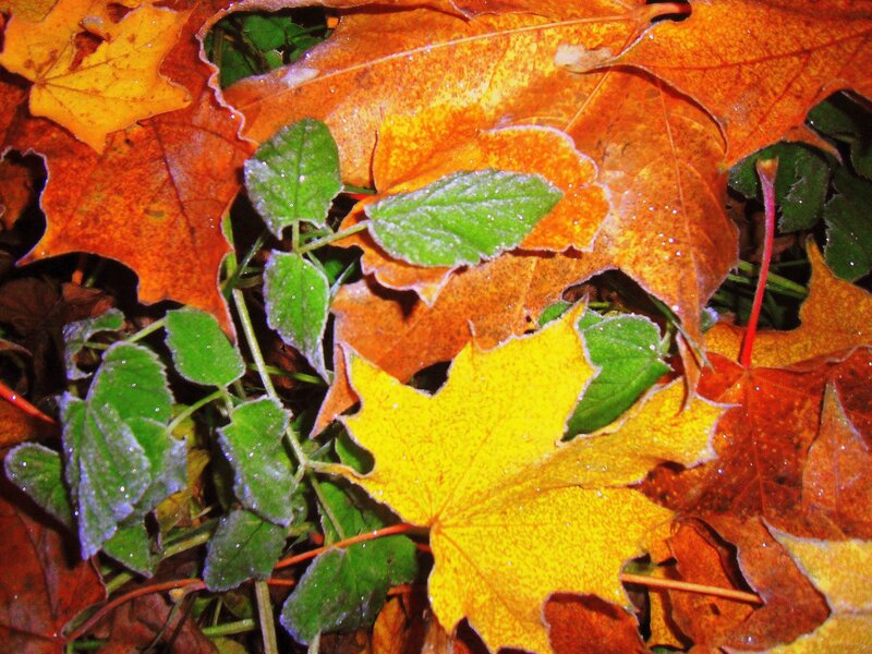 Frost-covered Autumn Leaves — Orange