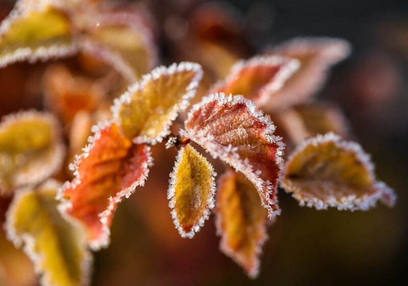 Frost-covered Autumn Leaves — Red, Calm, Photograph