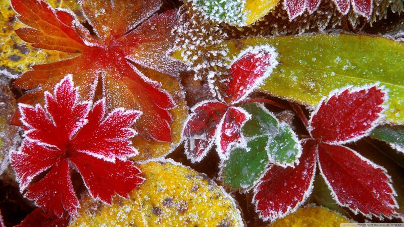 Frost-covered Autumn Leaves — Red, Calm