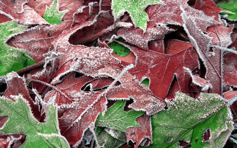 Frost-covered Autumn Leaves — Red, Cold, Photograph