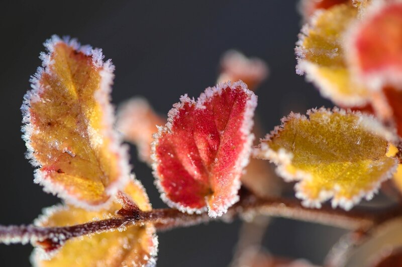 Frost-covered Autumn Leaves — Red, Dramatic