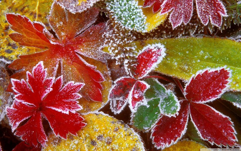 Frost-covered Autumn Leaves — Red