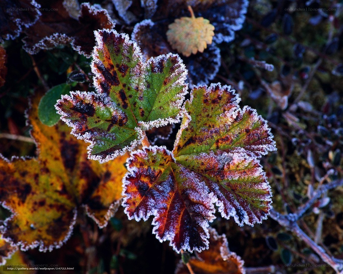 Frost-covered autumn leaves