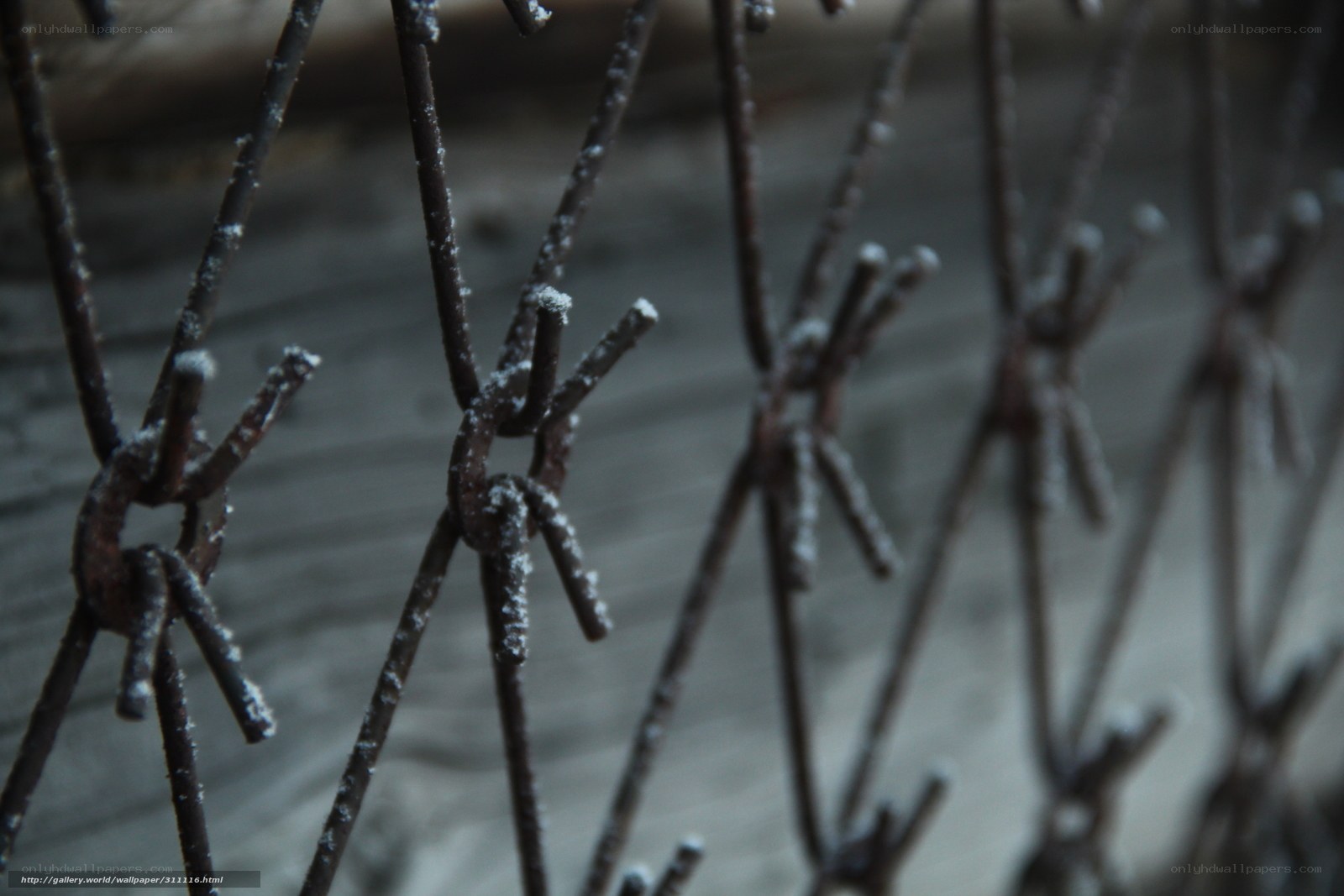 frost-covered barbed wire