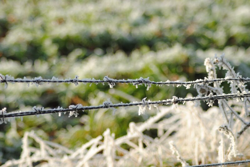 Frost-covered barbed wire