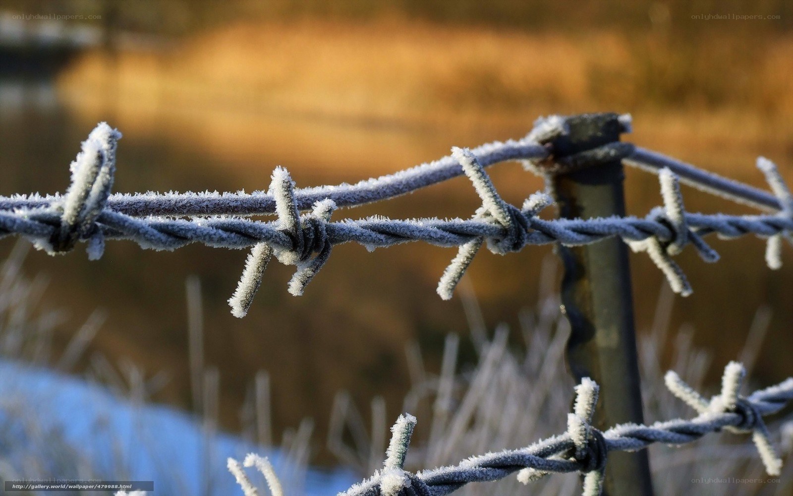 Frost-covered barbed wire fence