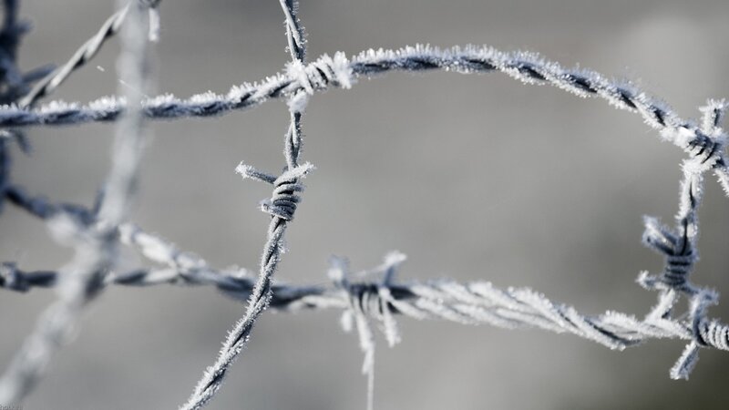 Frost-covered Barbed Wire — Gray