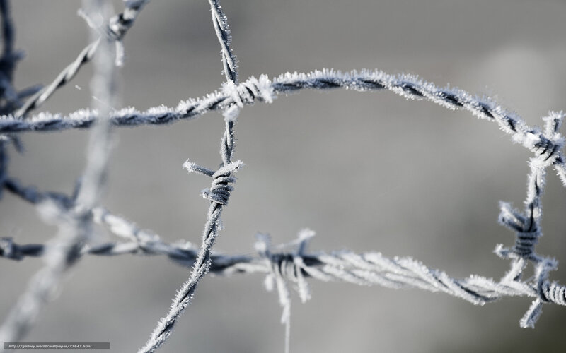 Frost-covered barbed wire