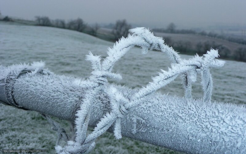 Frost-covered Barbed Wire — White, Cold, Winter